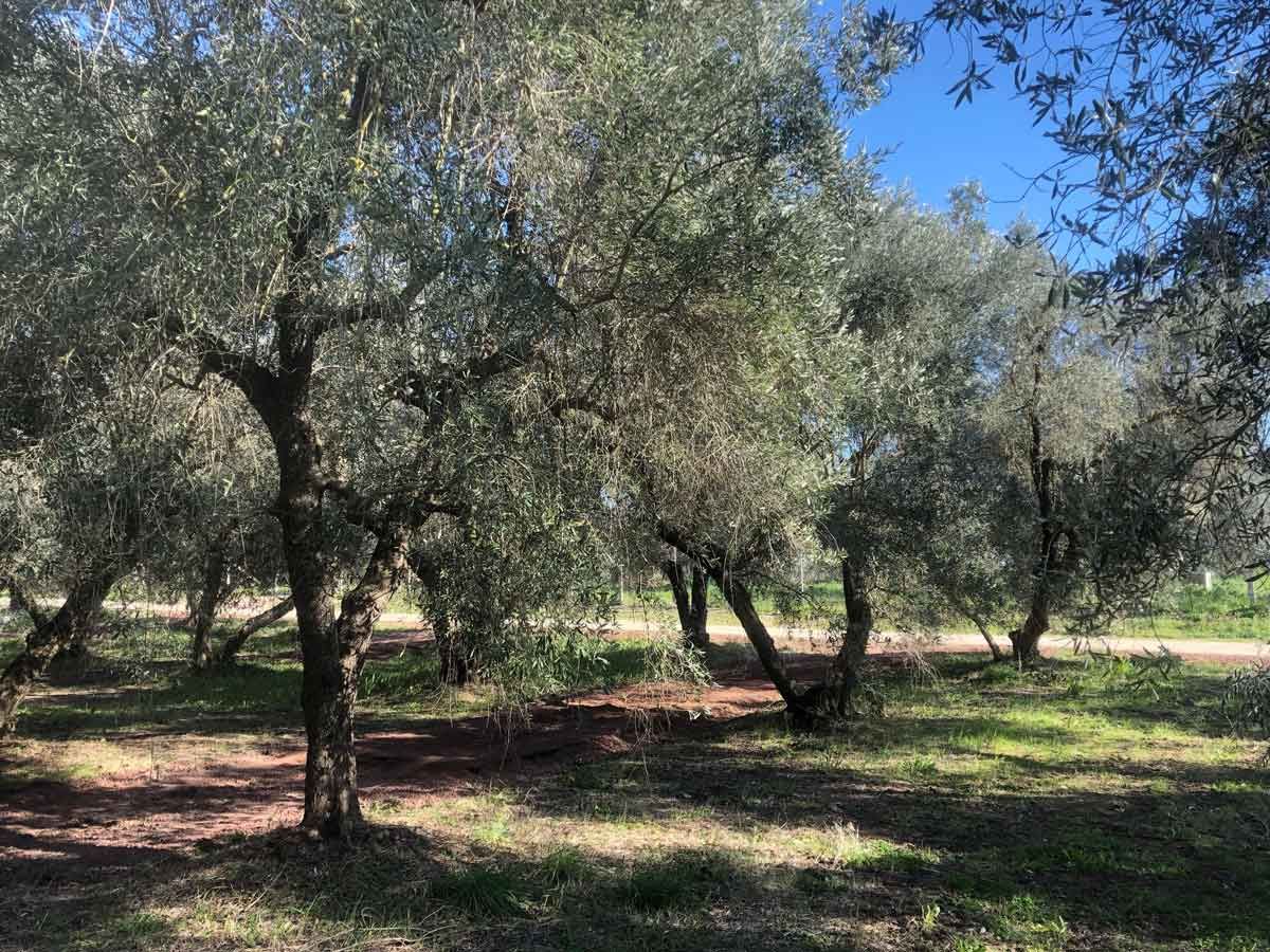 Area sosta camper fra gli ulivi a Canino nel centro della Tuscia