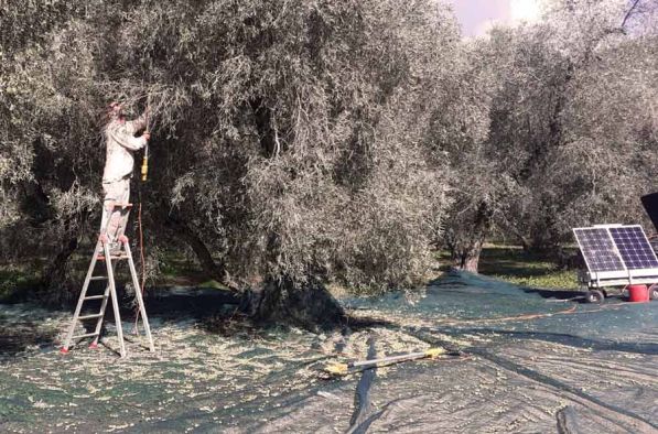 Raccolta delle olive nell'uliveto Zolla Ecolodge Canino